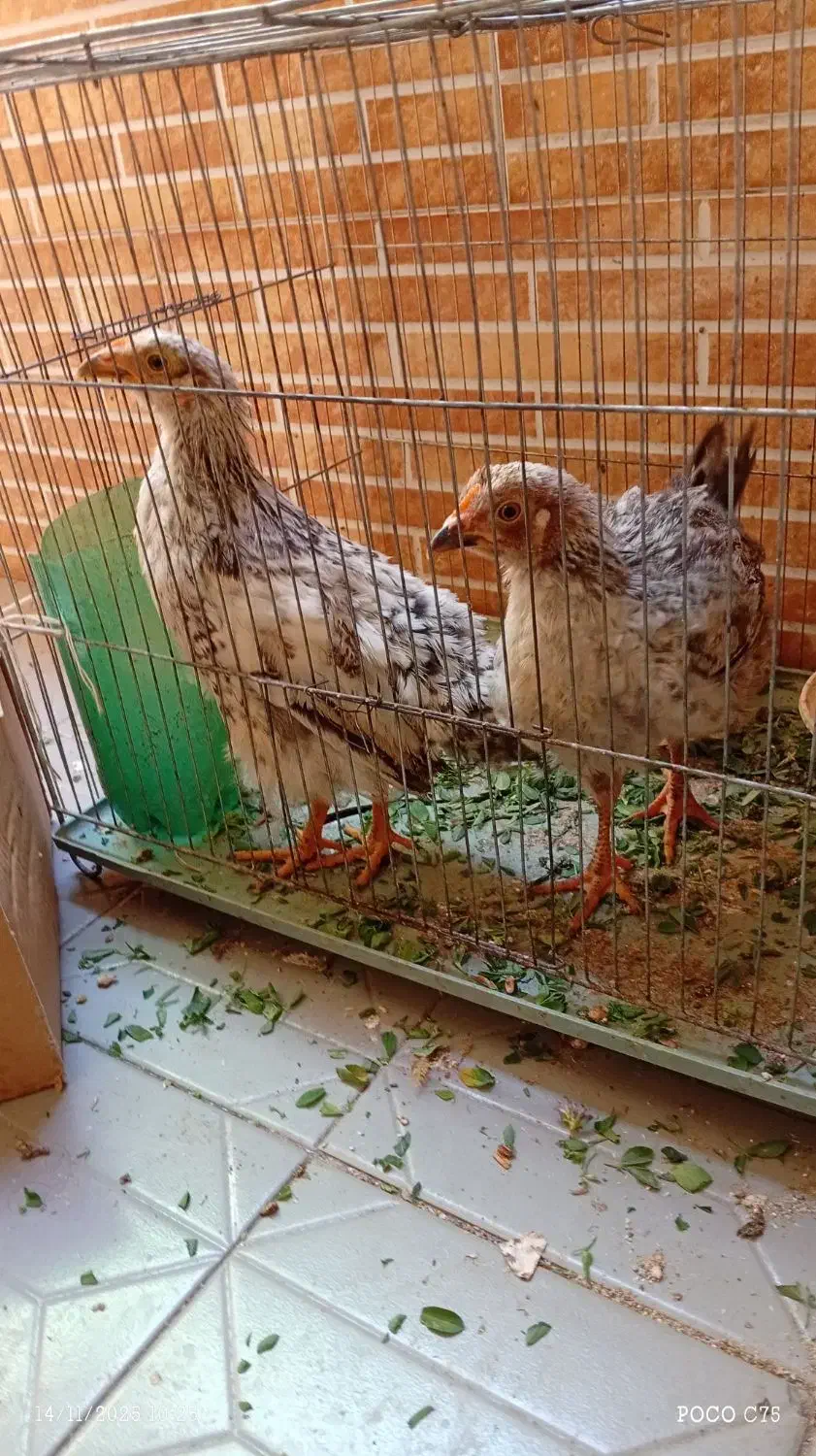 جوجه محلی|حیوانات مزرعه|مهدی شهر, |دیوار