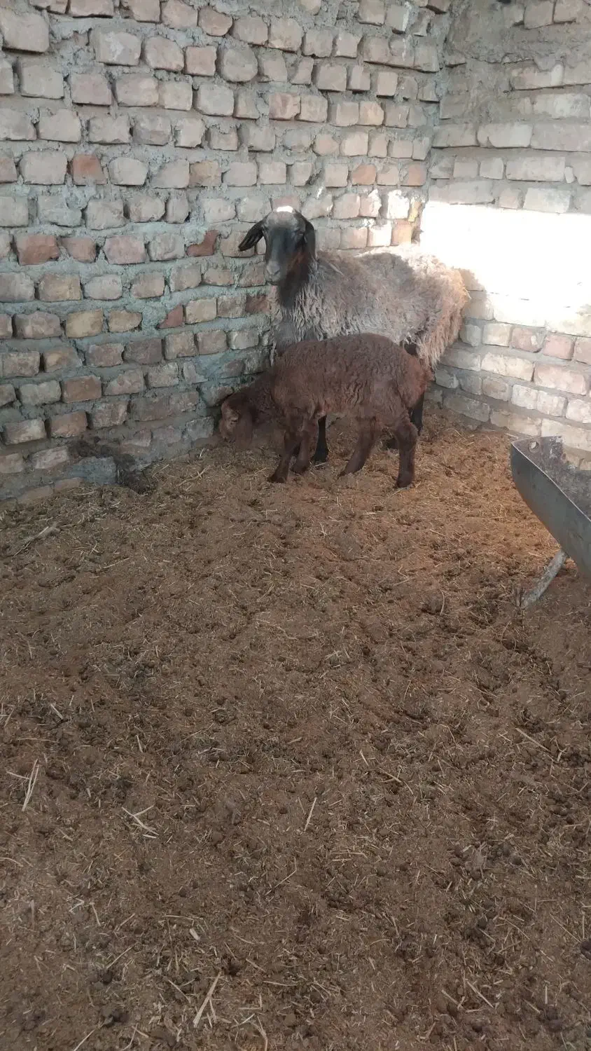 میش با بره و میش آبستن|حیوانات مزرعه|کاشان, درب اصفهان|دیوار