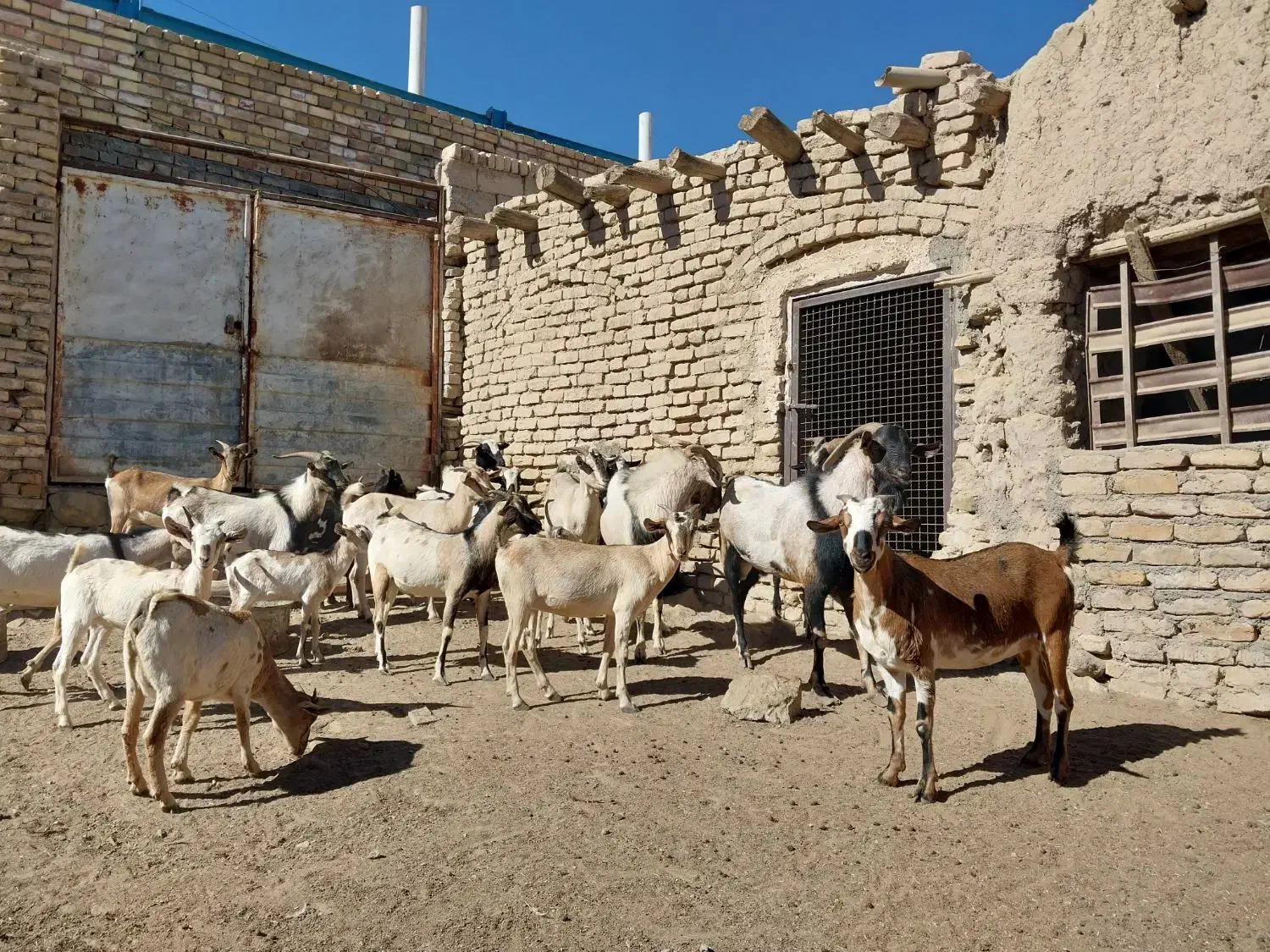 بز صلاله اهویی سومال|حیوانات مزرعه|تربتحیدریه, پائین ولایت|دیوار