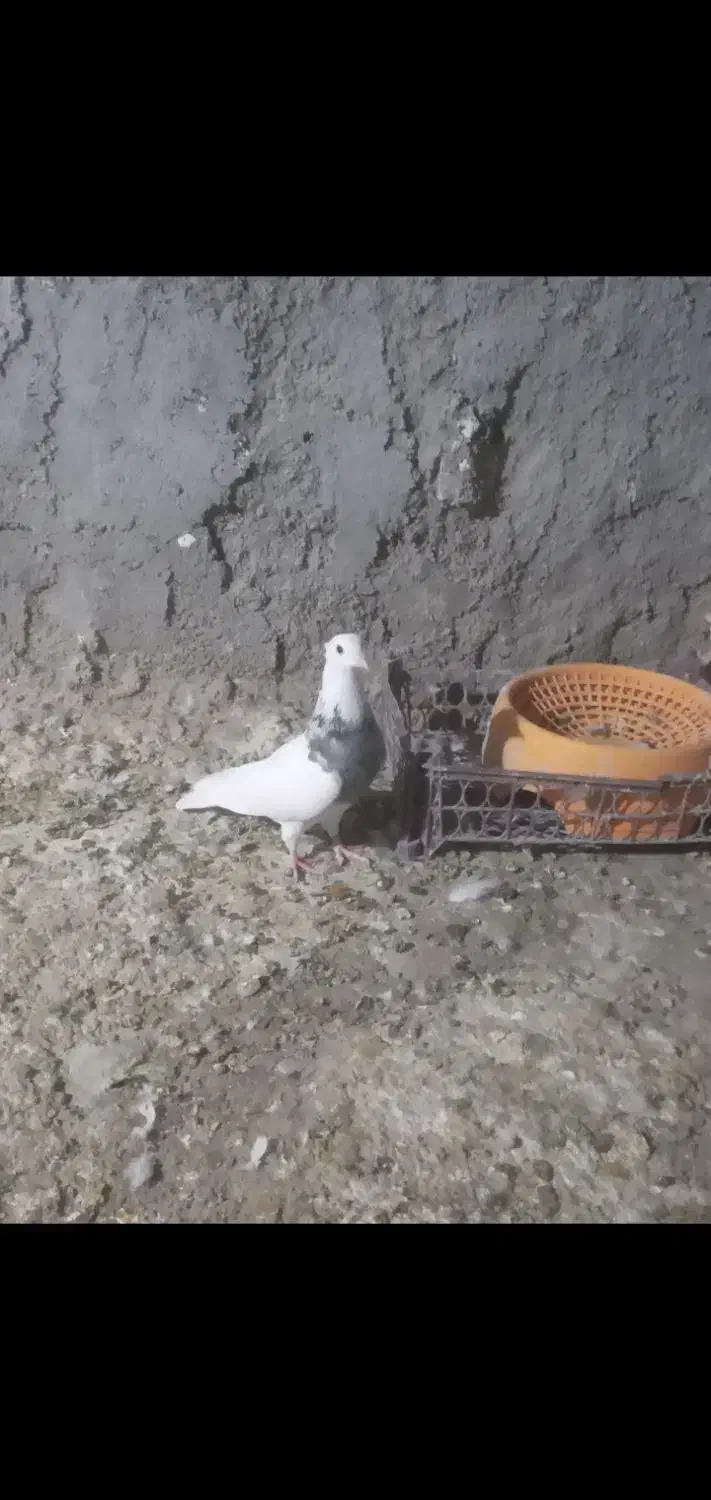 طوقی ماده|پرنده|مسجد سلیمان, |دیوار