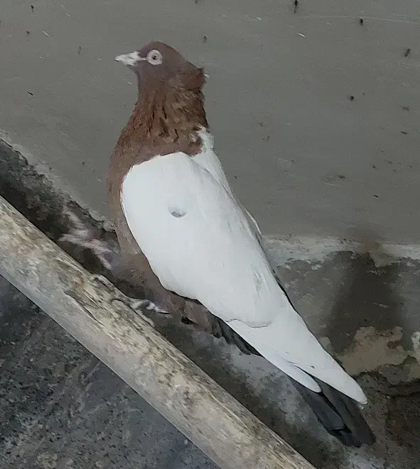 کفتر سینه سرخ|پرنده|تهران, شارق|دیوار