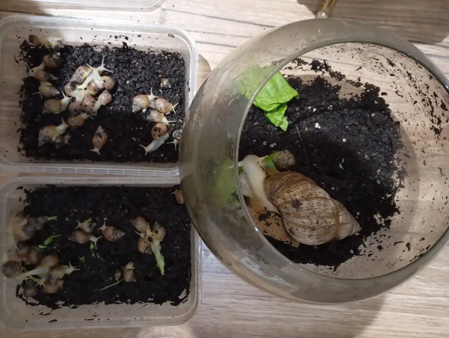 حلزون آلبینو کلاژن ساز|خزنده|تهران, نازی‌آباد|دیوار