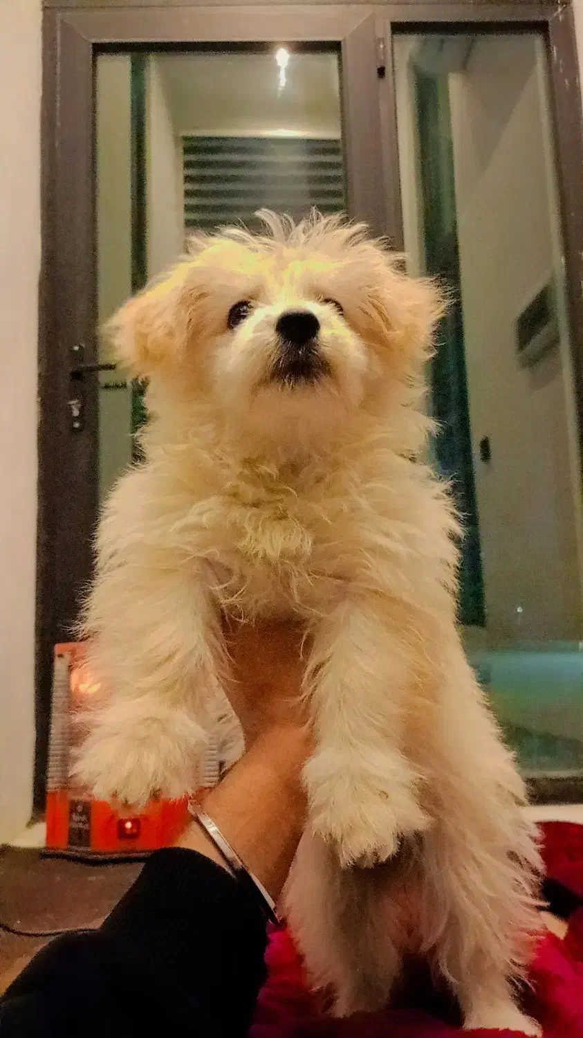 واگذاری سگ مالتیز|سگ|نوشهر, |دیوار