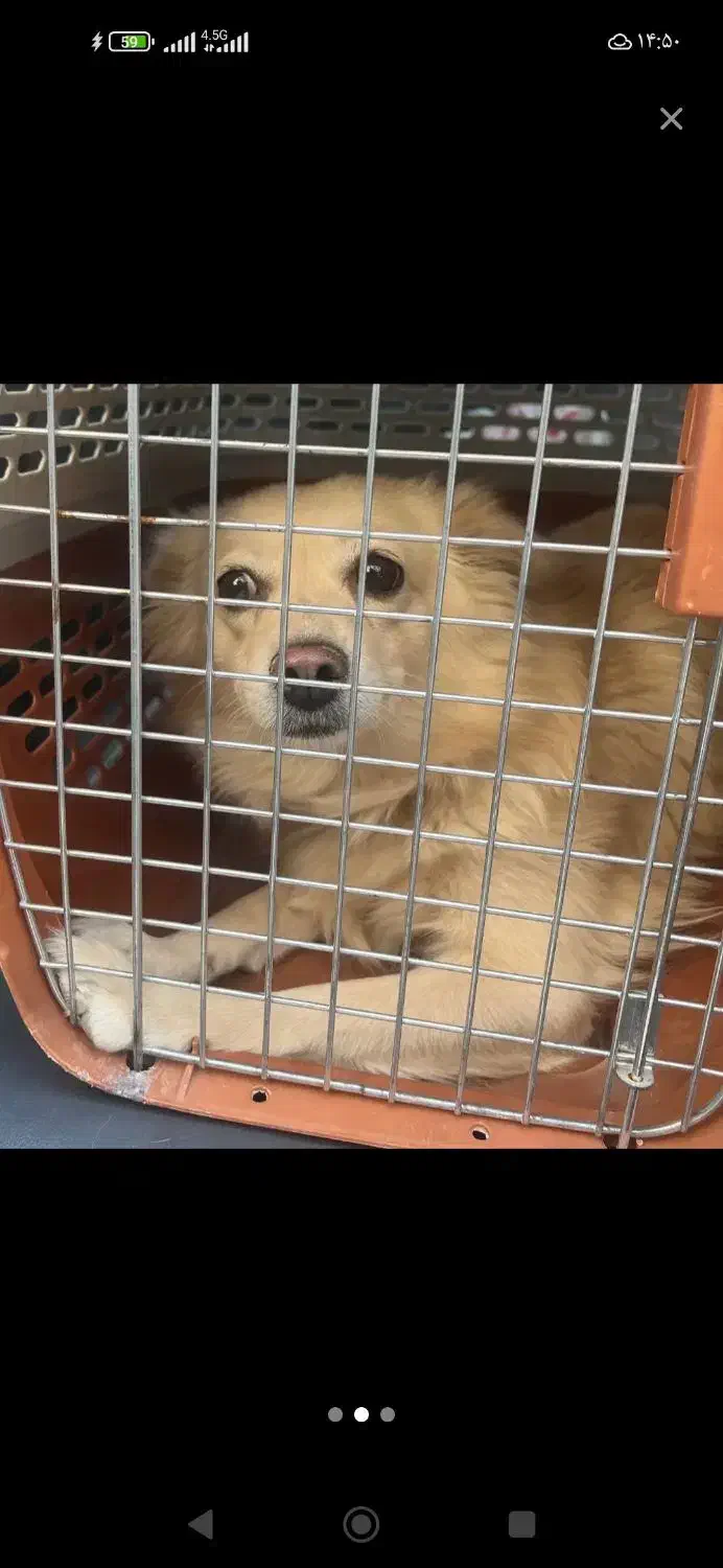 معاوضه با طوطی مرغ سگ آپارتمانی آرام|سگ|کرمان, |دیوار