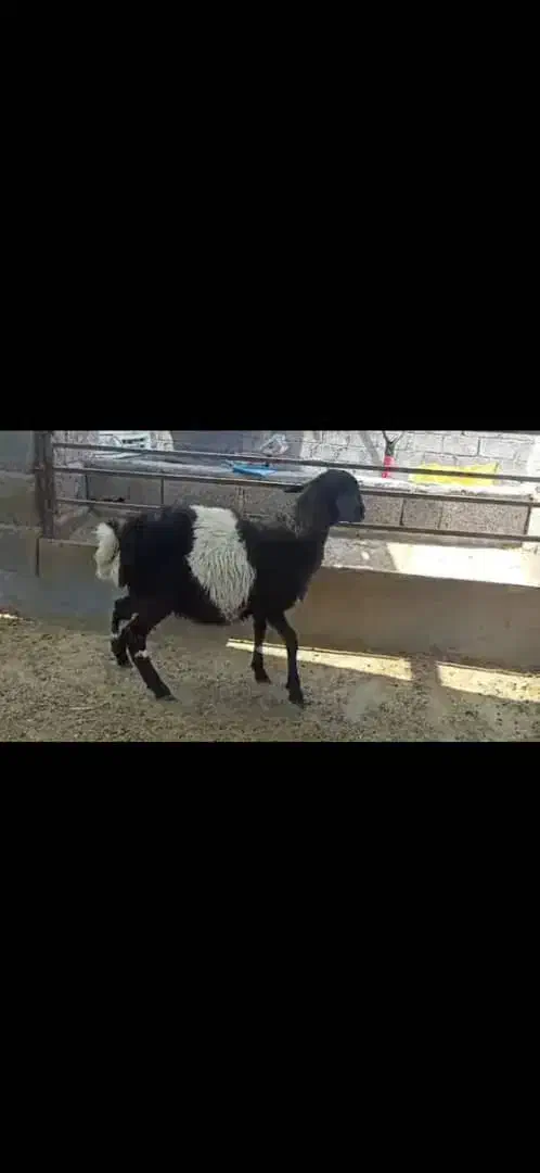 کهره نر و بره غوچ|حیوانات مزرعه|بندرلنگه, |دیوار