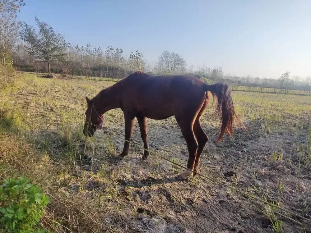 ۱عدد اسب نریان نژاد ۲رگ به همراه ۱عدد بز ماده|اسب و تجهیزات اسب‌سواری|آستانه اشرفیه, |دیوار