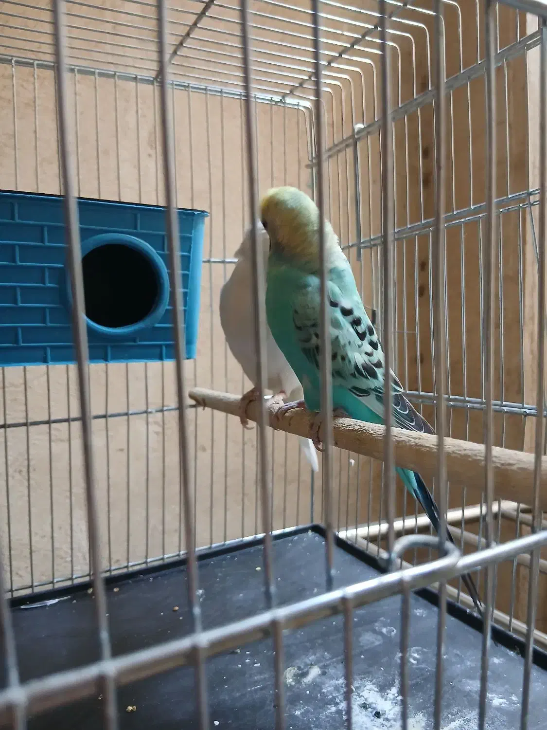 ۲ مرغ عشق نر سالم سرحال با قفس و لوازمات ۲ ک ارزن|پرنده|اهواز, کوی ملی راه|دیوار