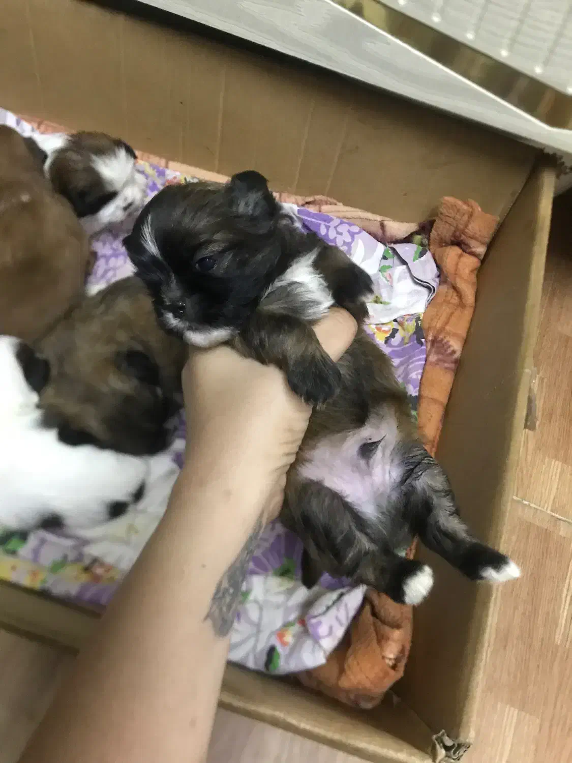 توله سگ شیتزو تریر|سگ|رشت, دیلمان|دیوار