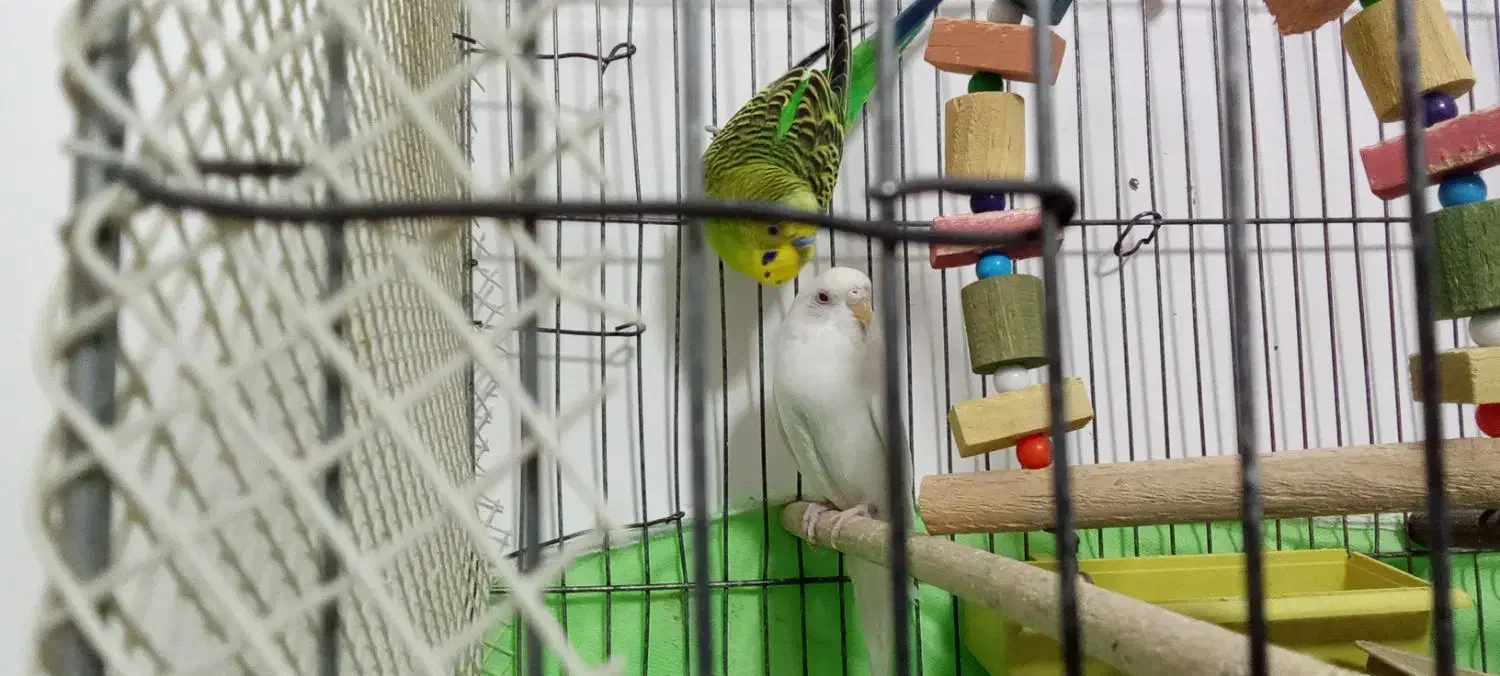 مرغ عشق دو جفت|پرنده|چاراویماق, |دیوار