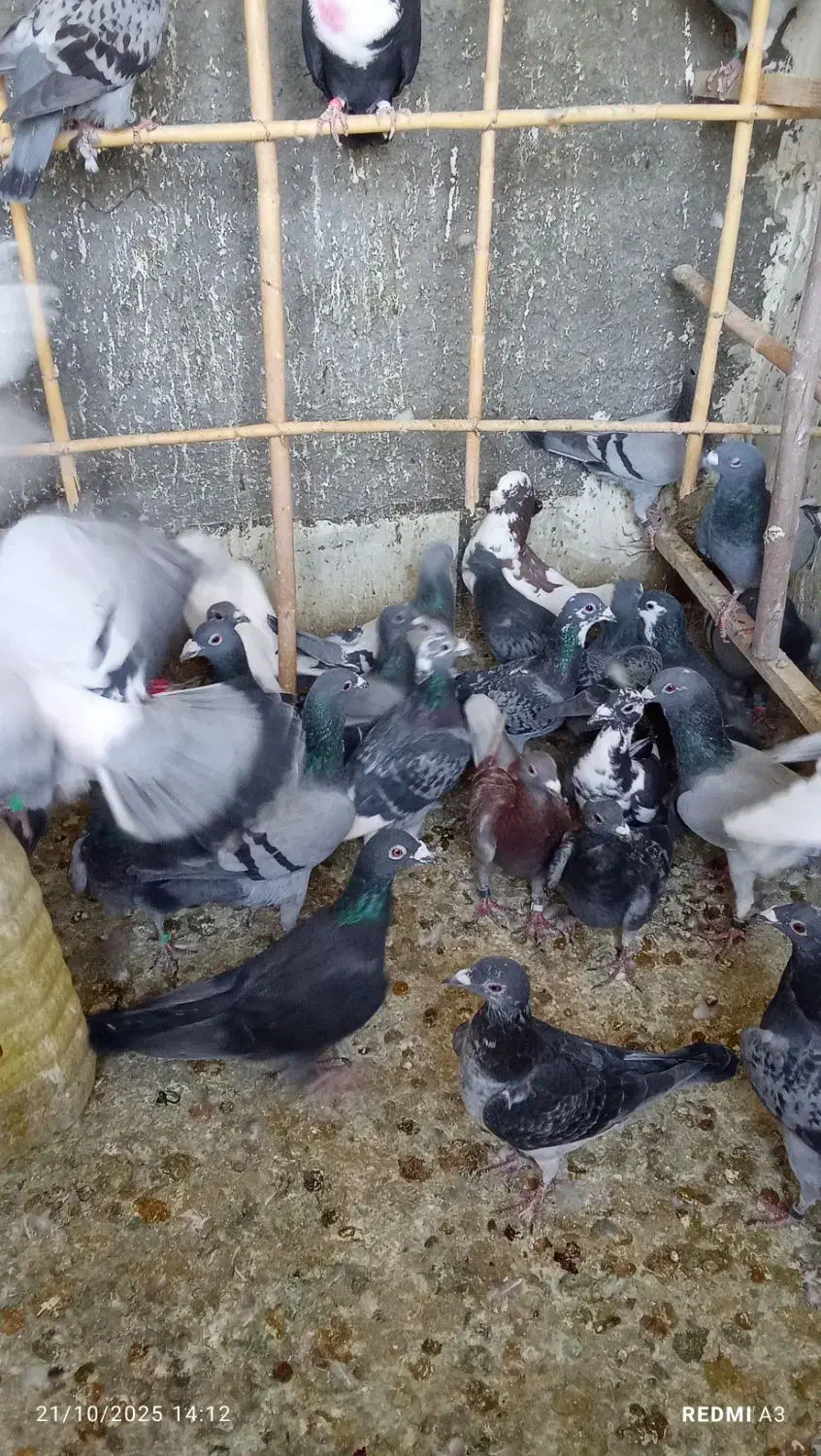 فروش کفتر پلاکی 40 عدد|پرنده|سرخه, |دیوار