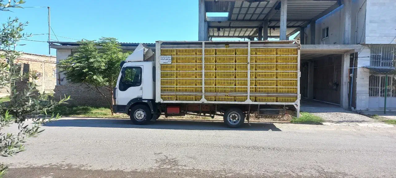 ایویکو مرغی 82|خودرو سنگین|سیجوال, |دیوار