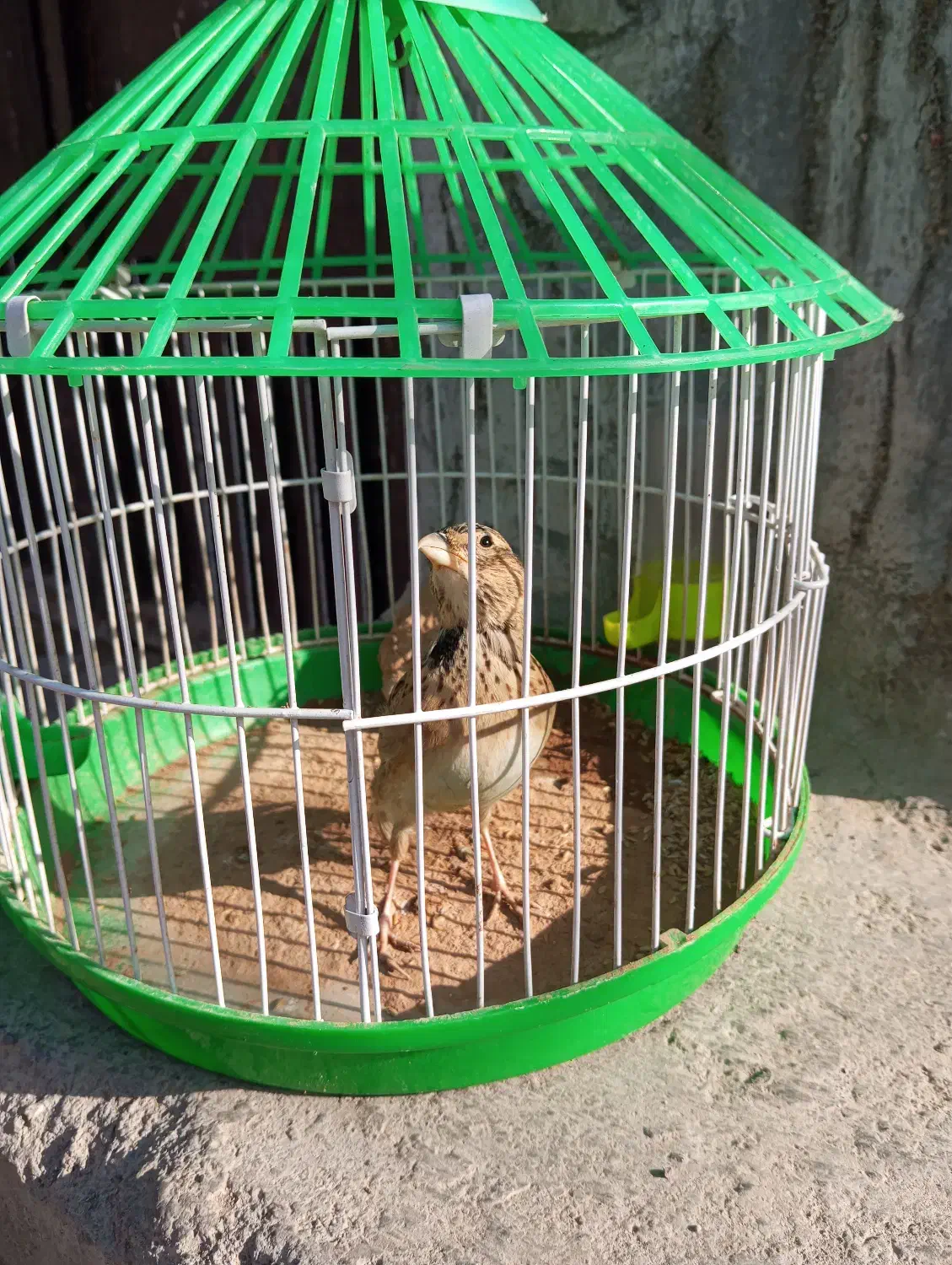 قناری جوانه نر|پرنده|تربت جام, معدآباد|دیوار