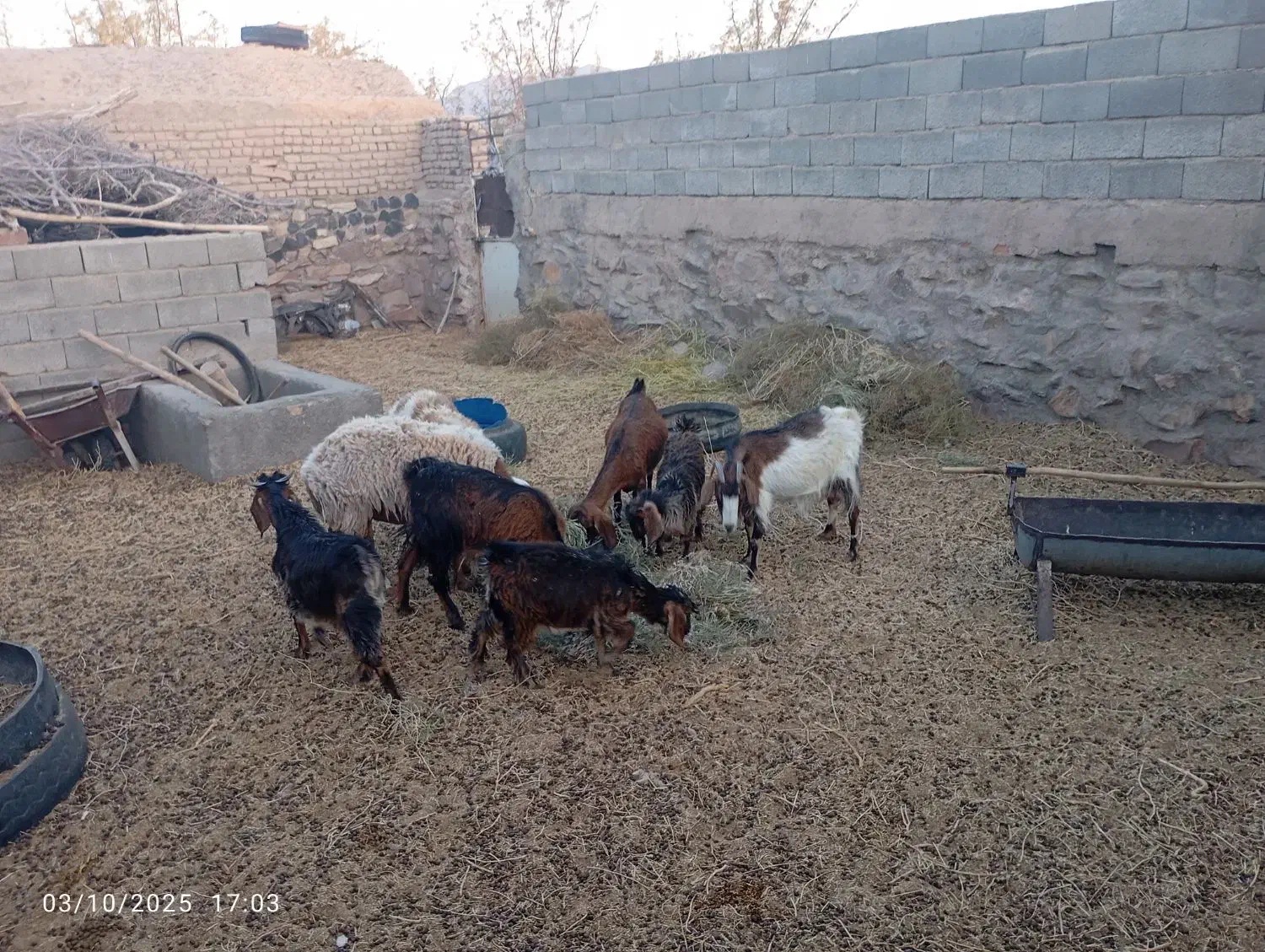 بز فروشی|حیوانات مزرعه|بیرجند, |دیوار