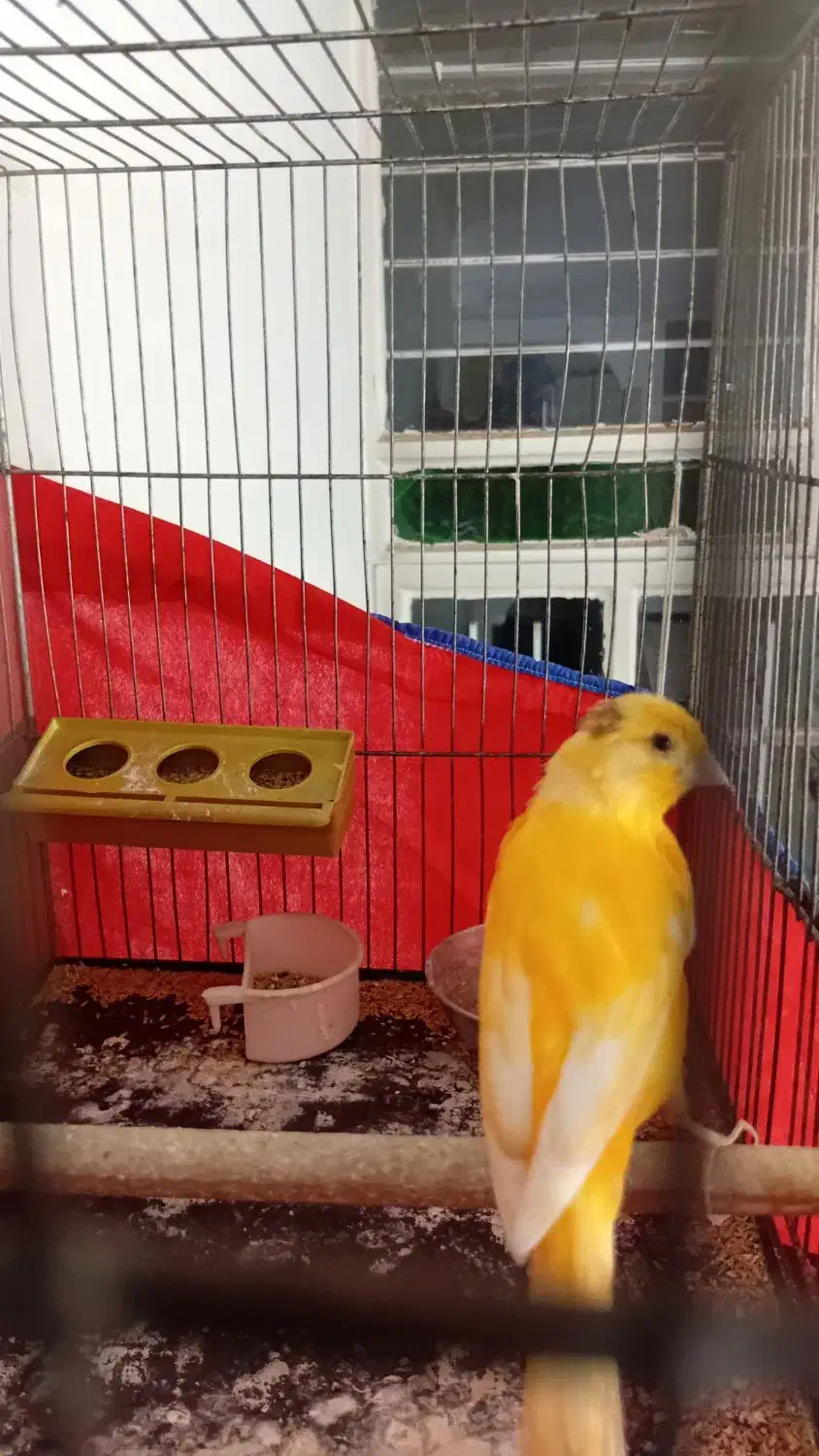 قناری نر جوان ۴ ماه|پرنده|ملایر, |دیوار