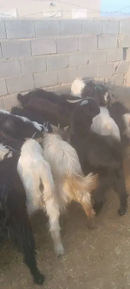 ۳۲راس کهره نر سبک|حیوانات مزرعه|فراشبند, |دیوار