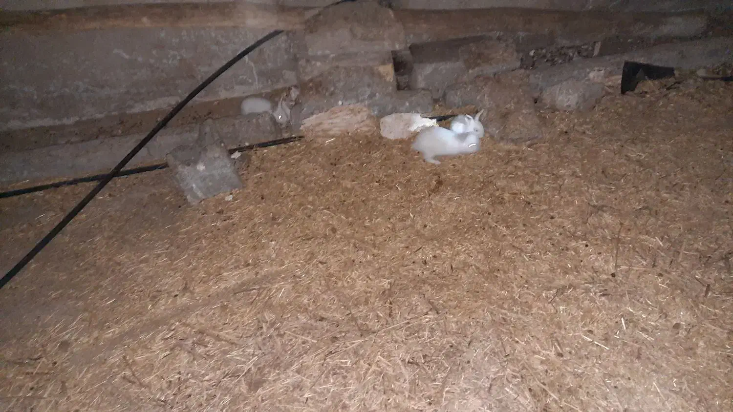 خرگوش فروشی|موش و خرگوش|قم, شهرک قدس|دیوار