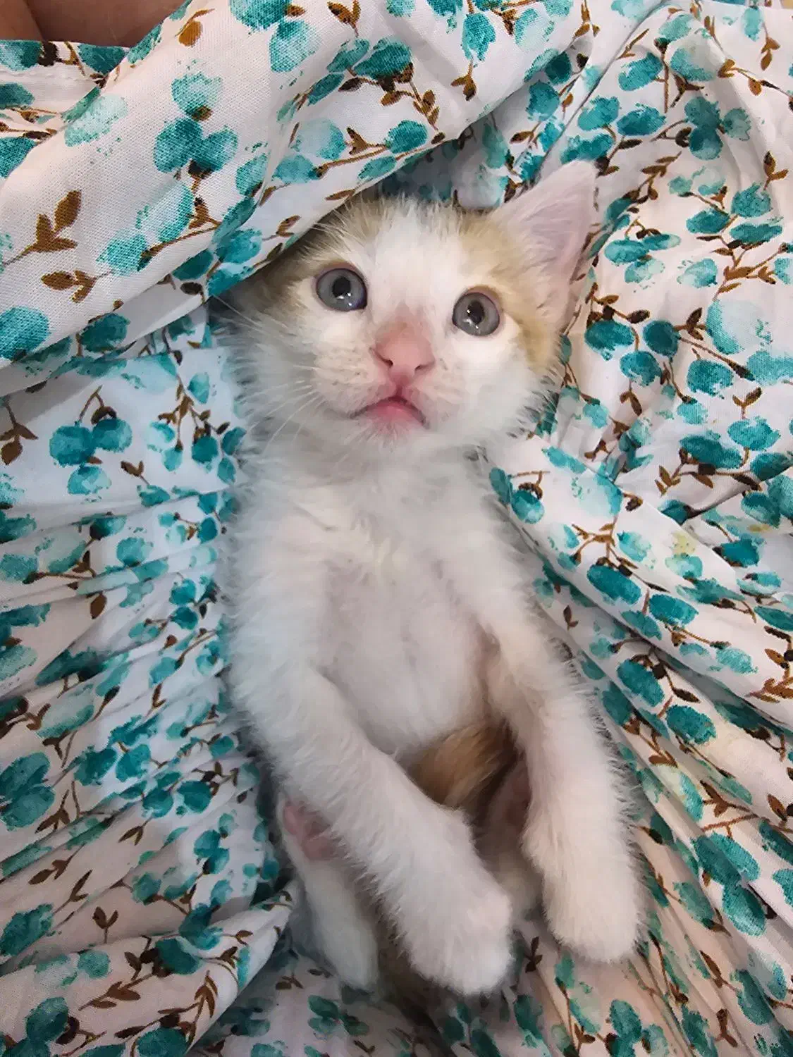 واگذاری گربه ی نر دو ماهه|گربه|تهران, فردوس|دیوار