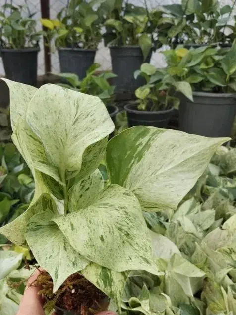 پتوس مرمری|گل و گیاه طبیعی|گتاب, |دیوار