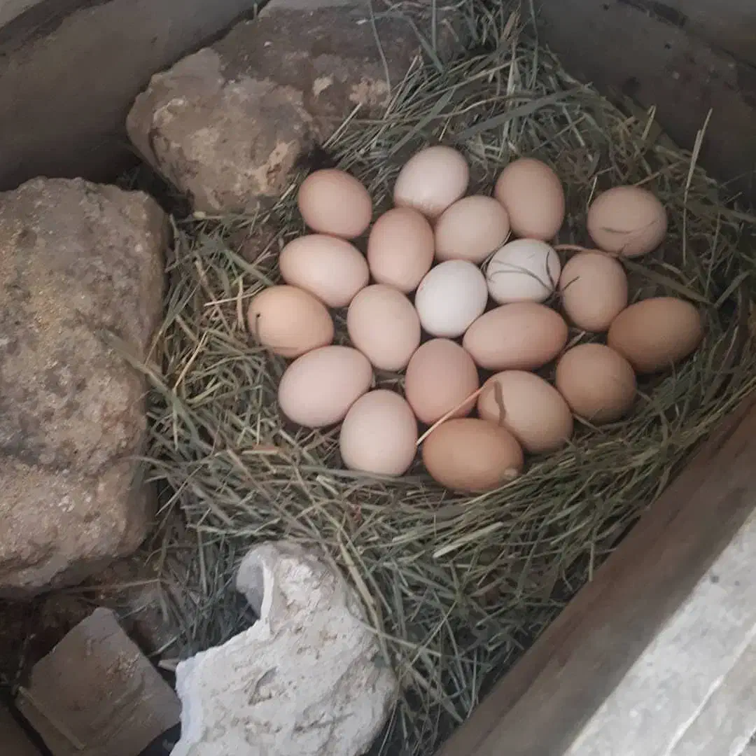 تخم نطفه دار و فروش مرغ و خروس و جوجه|حیوانات مزرعه|قزوین, |دیوار