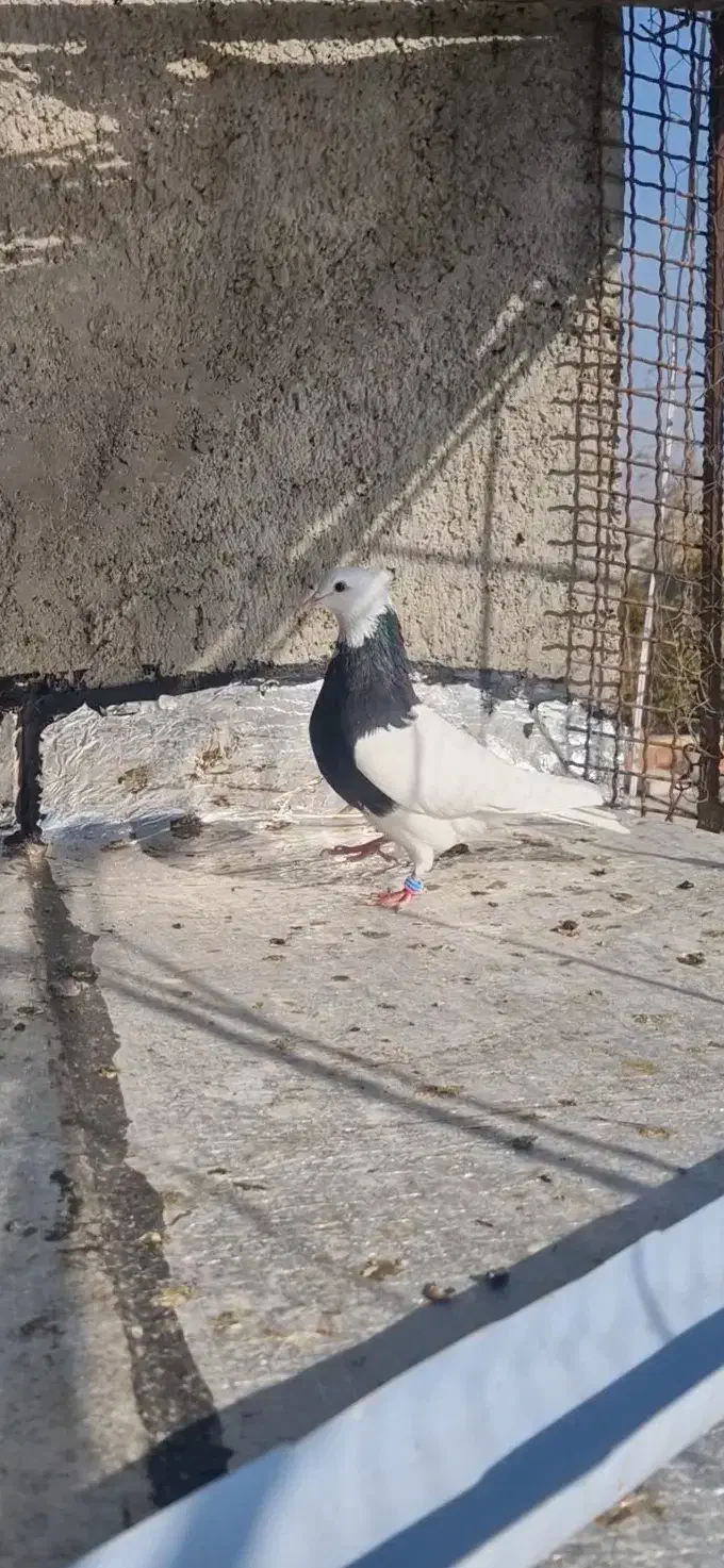 طوقی سیاه نر|پرنده|بجنورد, |دیوار