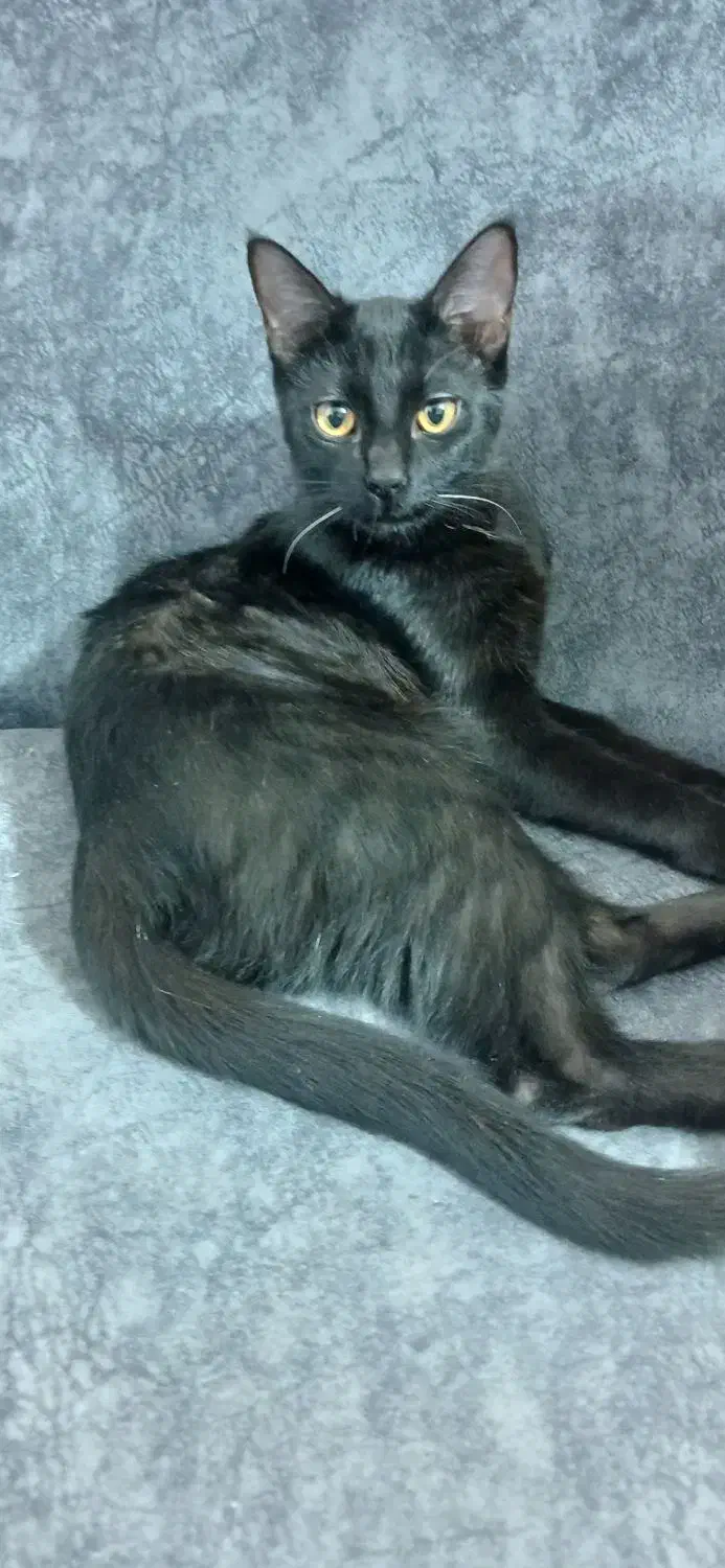 واگذاری پیشی مشکی dsh رایگان|گربه|آبیک, |دیوار