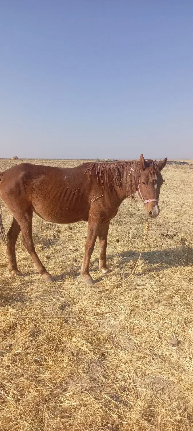 اسب|اسب و تجهیزات اسبسواری|نیشابور, دربقاضی|دیوار