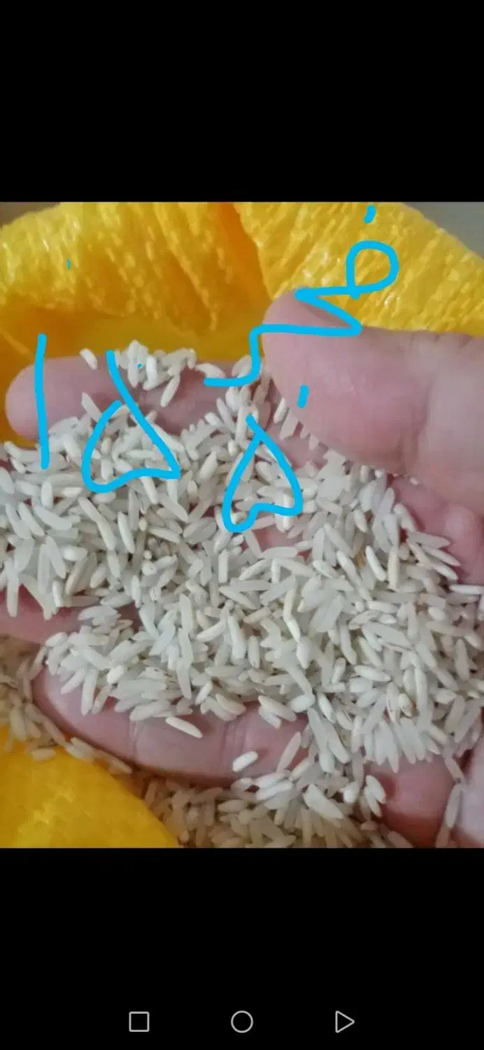 برنج فجرخوش پخت خوش طعم|عمده‌فروشی|گنبد کاووس, |دیوار