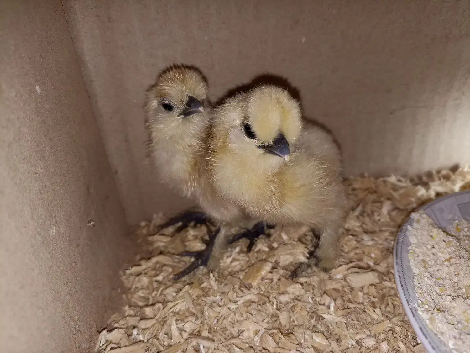 جوجه ابریشمی یک هفته نژاد دار|حیوانات مزرعه|نیشابور, ابراهیم ادهم|دیوار