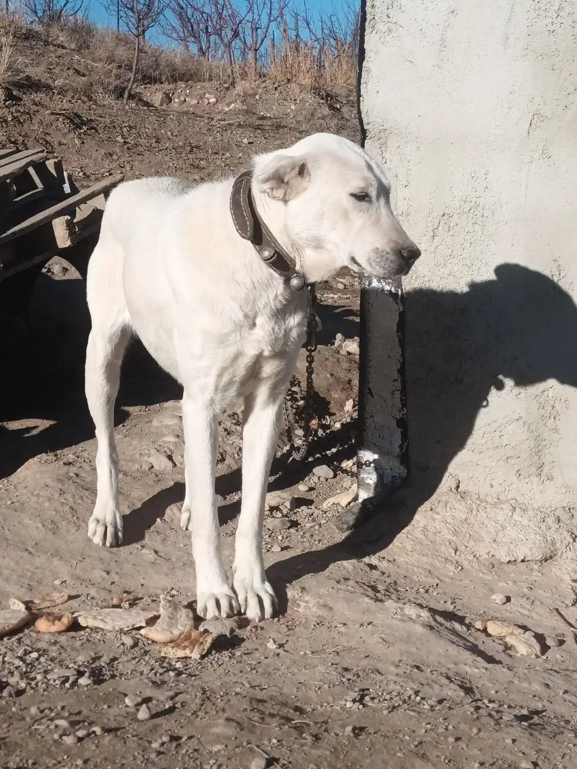 سگ‌ ۱۲‌ ماده. ماده|سگ|اهر, |دیوار