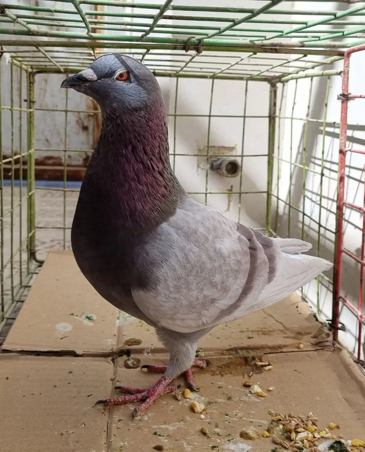 کبوتر نر|پرنده|خورموج, |دیوار