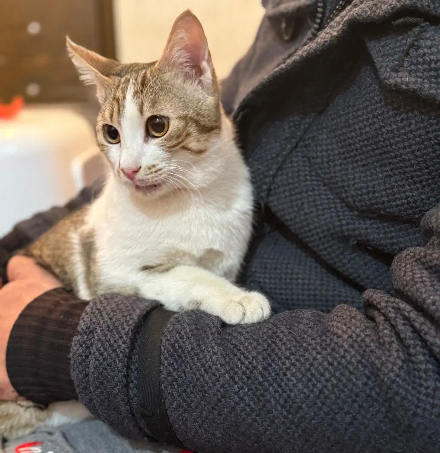 واگذاری گربه|گربه|آبادان, |دیوار