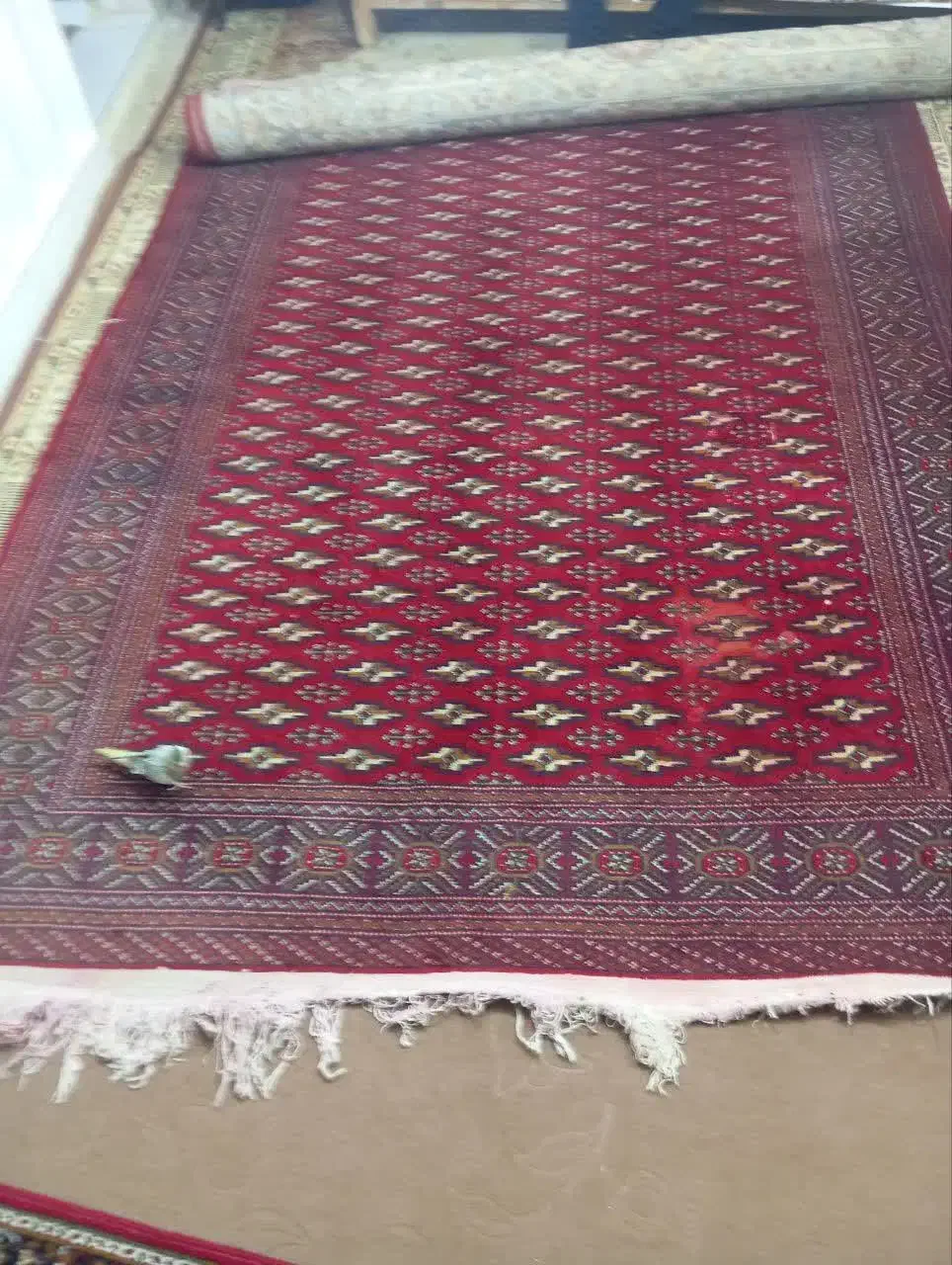 فرش|فرش|مشهد, شفا|دیوار