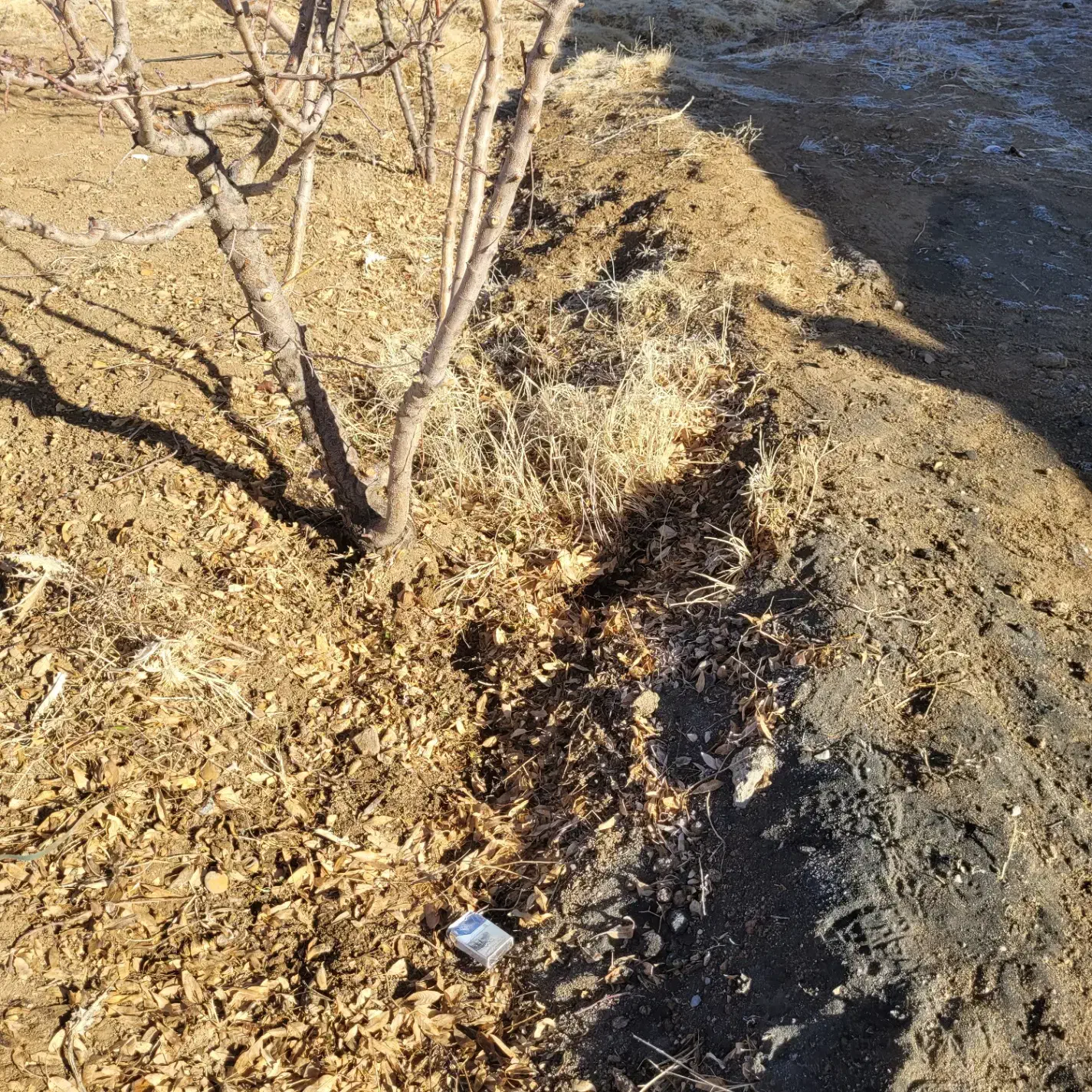 بیل زنی|خدمات باغبانی و درختکاری|گلپایگان, |دیوار