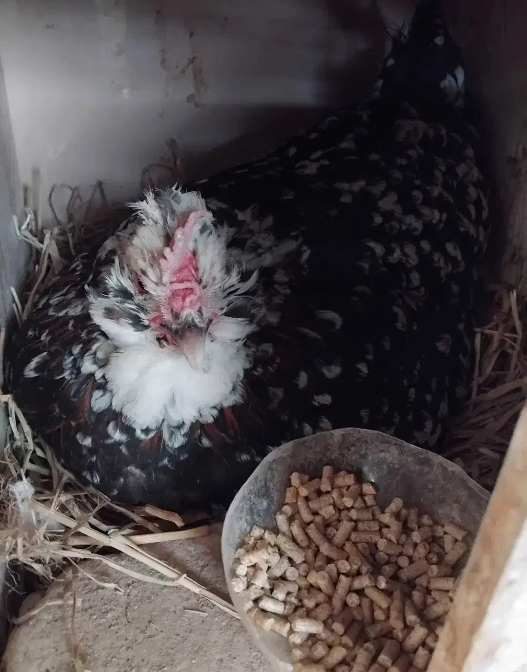 مادر|حیوانات مزرعه|رباط‌کریم, شهرک صنعتی پرند|دیوار