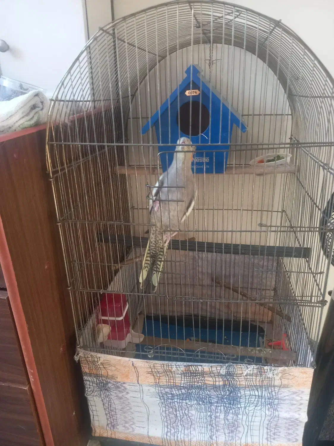 عروس هلندی|پرنده|تهران, شهرک رضویه|دیوار