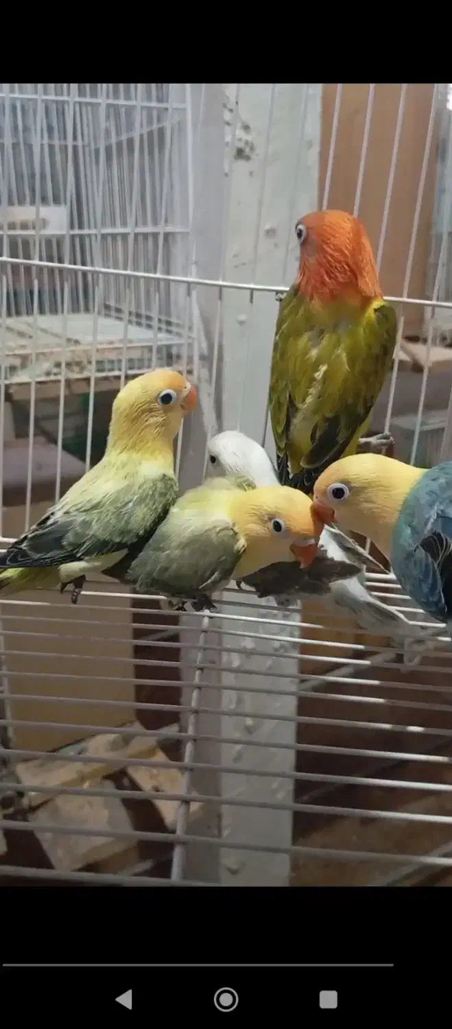 طوطی برزیلی خاص|پرنده|کاشان, شهرک امیرالمومنین|دیوار