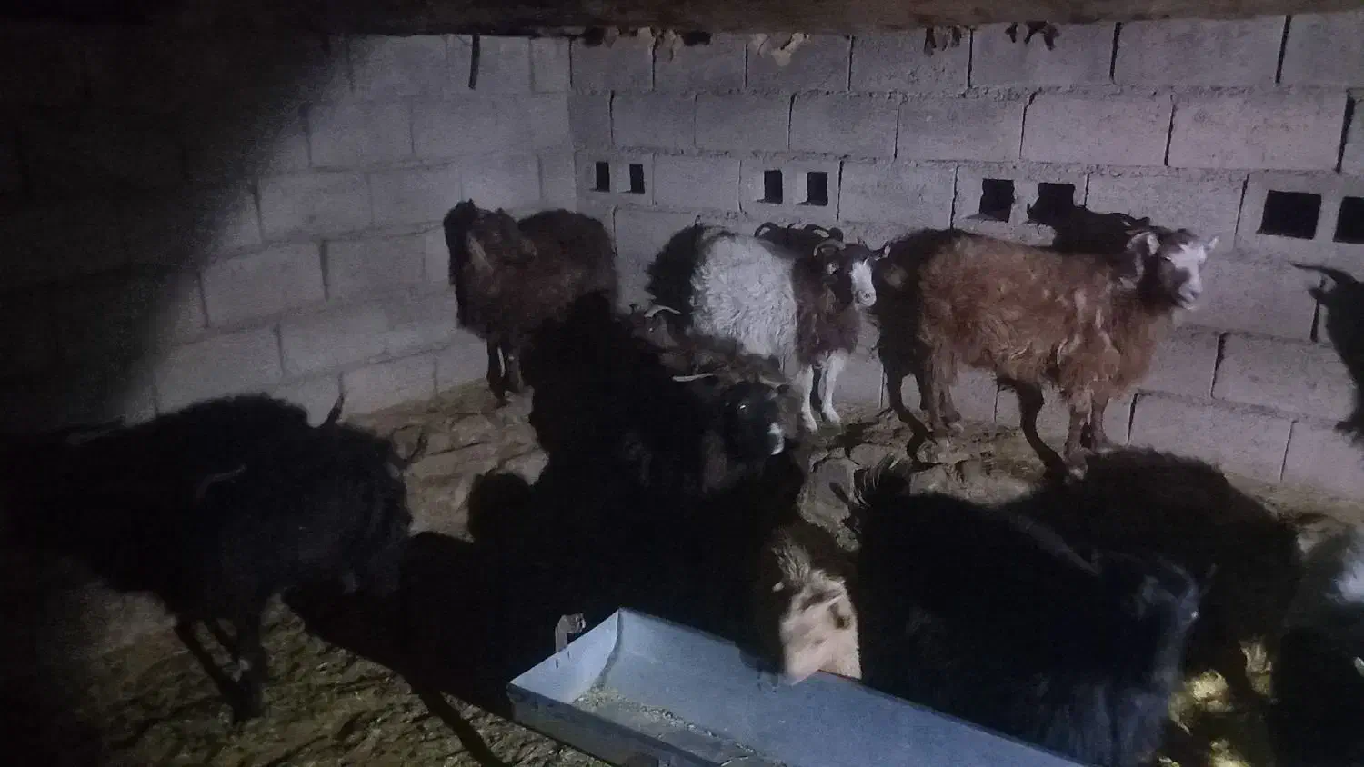 بز چاق|حیوانات مزرعه|راور, |دیوار