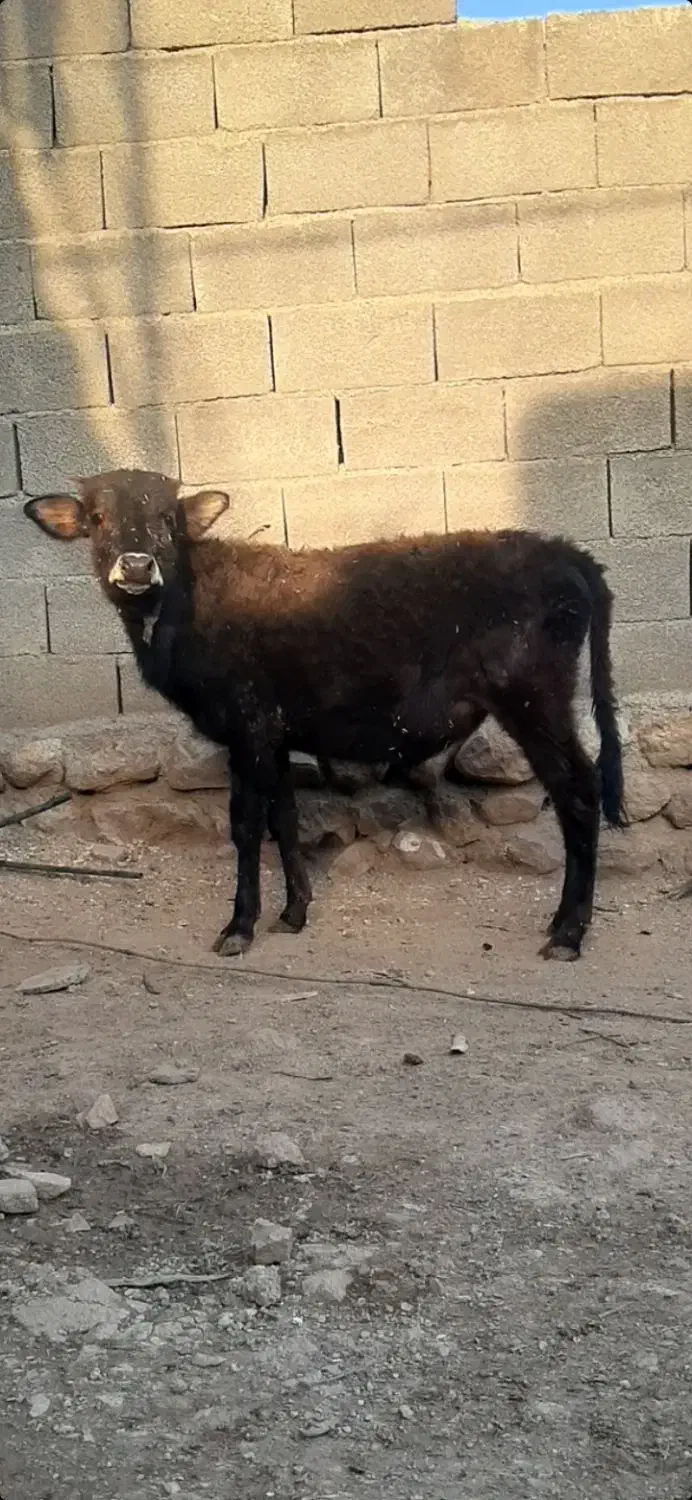 فروش دو عدد گوساله نر|حیوانات مزرعه|روانسر, |دیوار