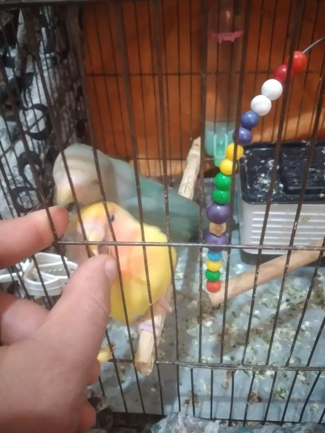 پرنده طوطی برزیلی|پرنده|کرمانشاه, |دیوار