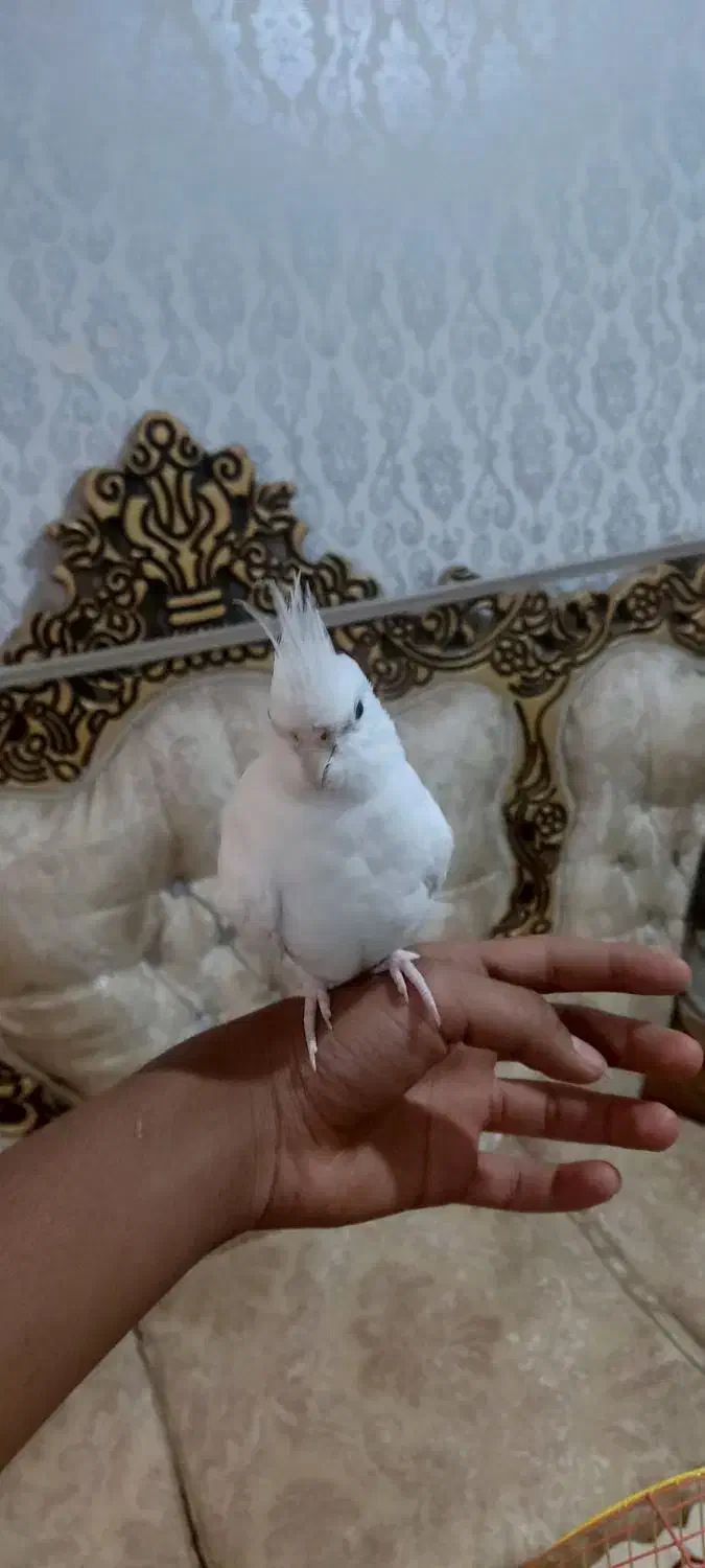 عروس هلندی آلبینو دستی|پرنده|شادگان, |دیوار