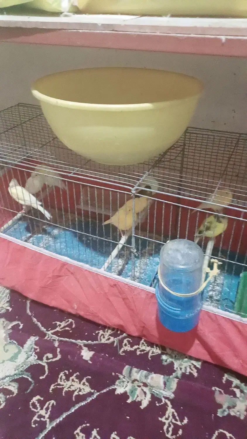 خورموج لنگک قناری نرمست تک رنگ ۱۸۰۰۰۰۰۰|پرنده|خورموج, |دیوار