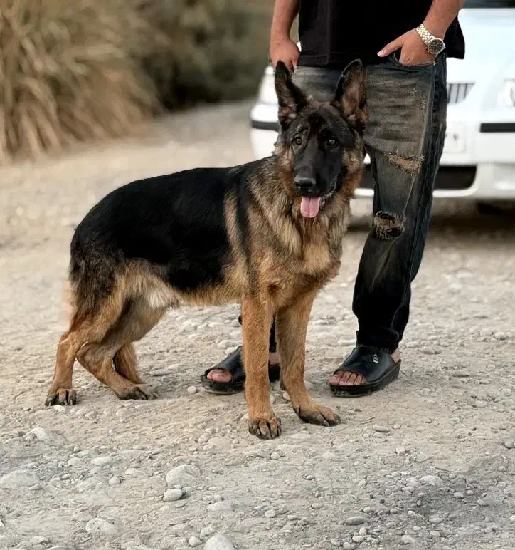 فروش سگ ژرمن بلک فیس|سگ|بهبهان, |دیوار