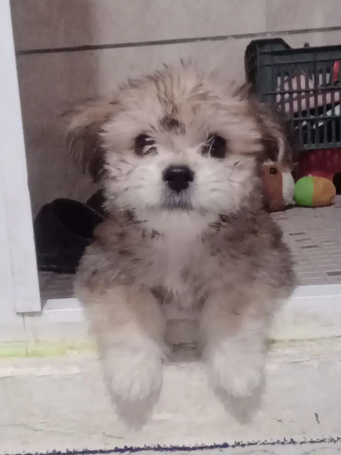 عروسک شیتزوکراس باهوش|سگ|مشهد, توس (بلوار توس)|دیوار