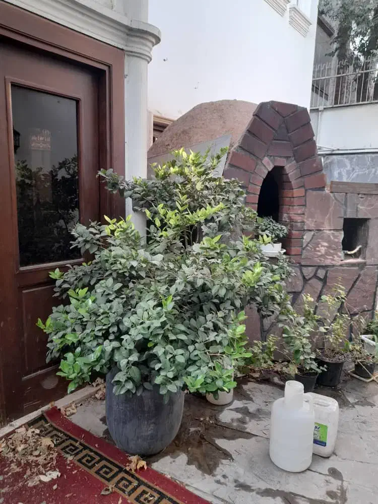 یاس هلندی، کاج ۷ ساله در گلدانهای سرامیک و شمعدانی|گل و گیاه طبیعی|لواسان, |دیوار