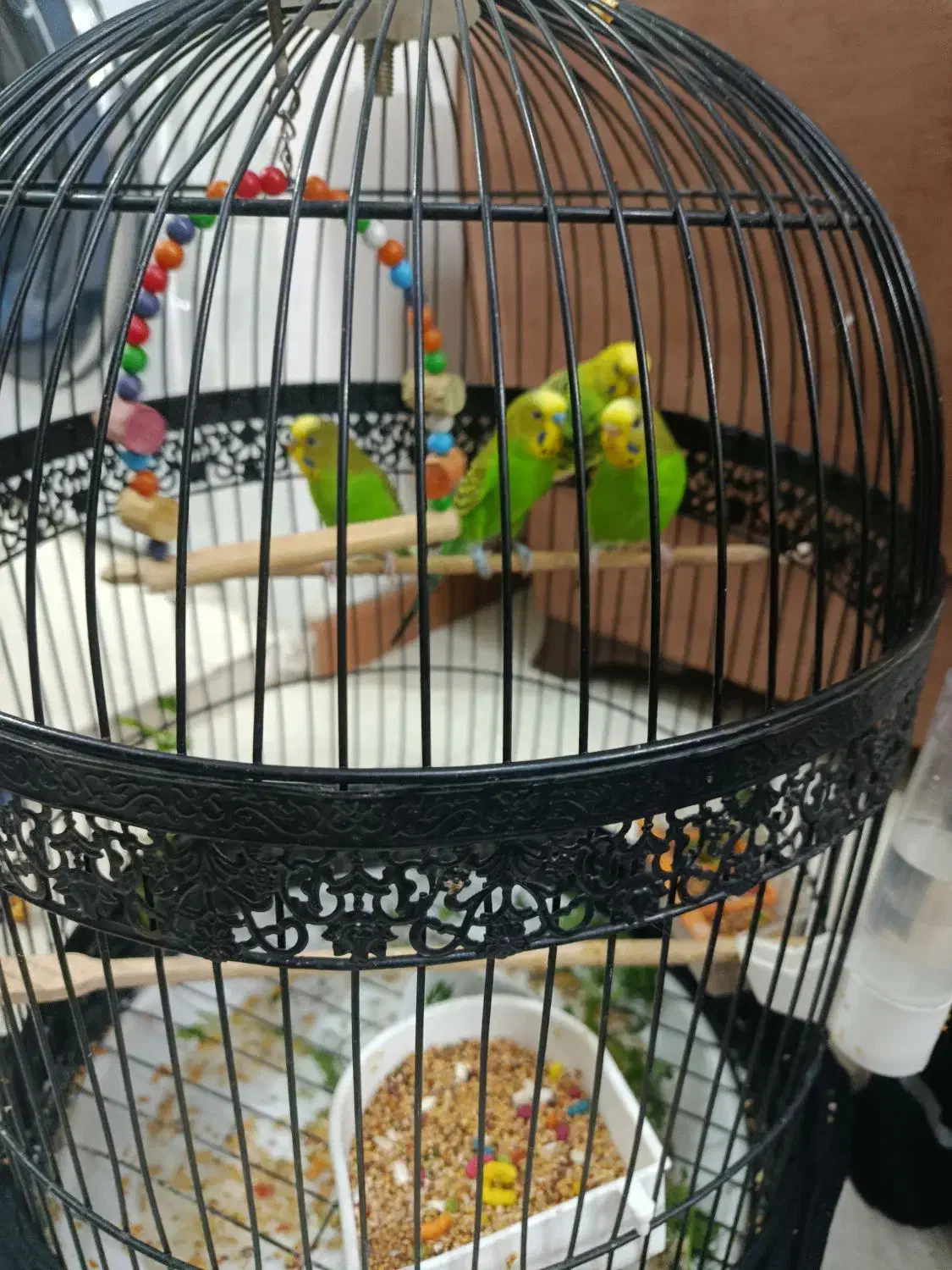 مرغ عشق دو جفت نروماده|پرنده|محمدیه-قزوین, |دیوار