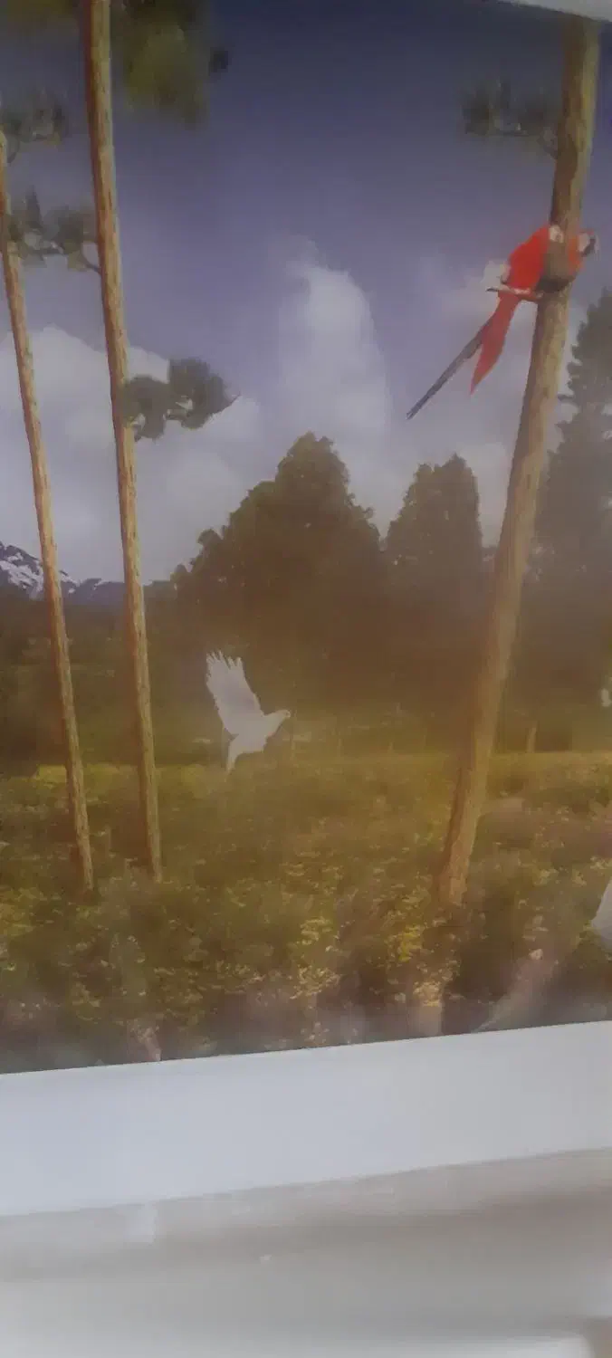 پرده تصویر|پرده، رانر، رومیزی|سلماس, |دیوار