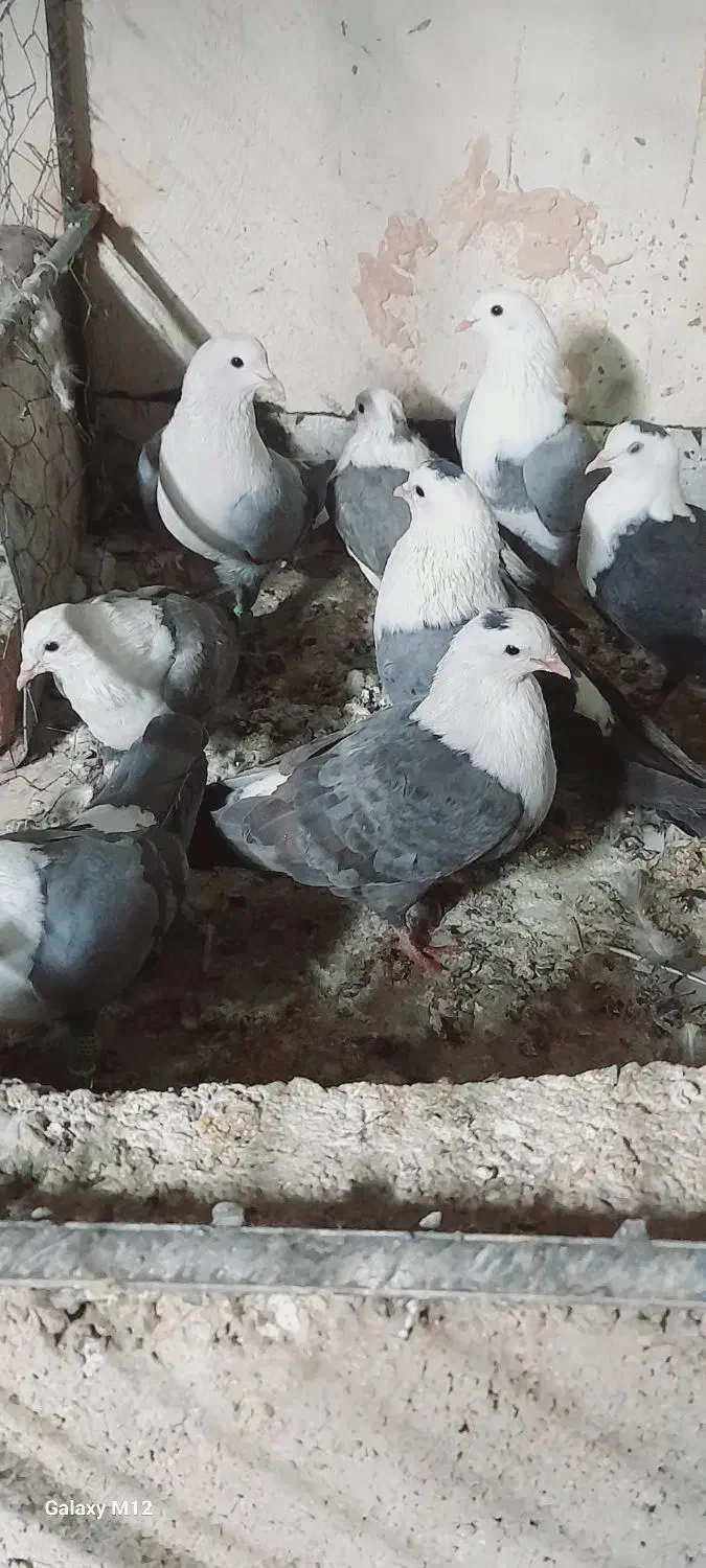 کبوتر|پرنده|سبزوار, طبرسی (جعفرآباد)|دیوار