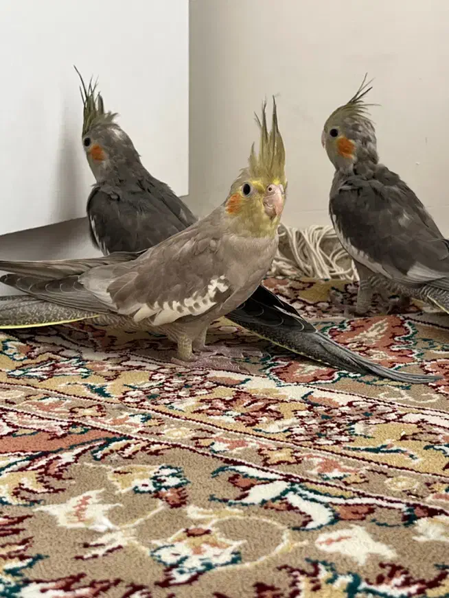 عروس هلندی ۵ ماهه|پرنده|نظرآباد, نظرآباد|دیوار