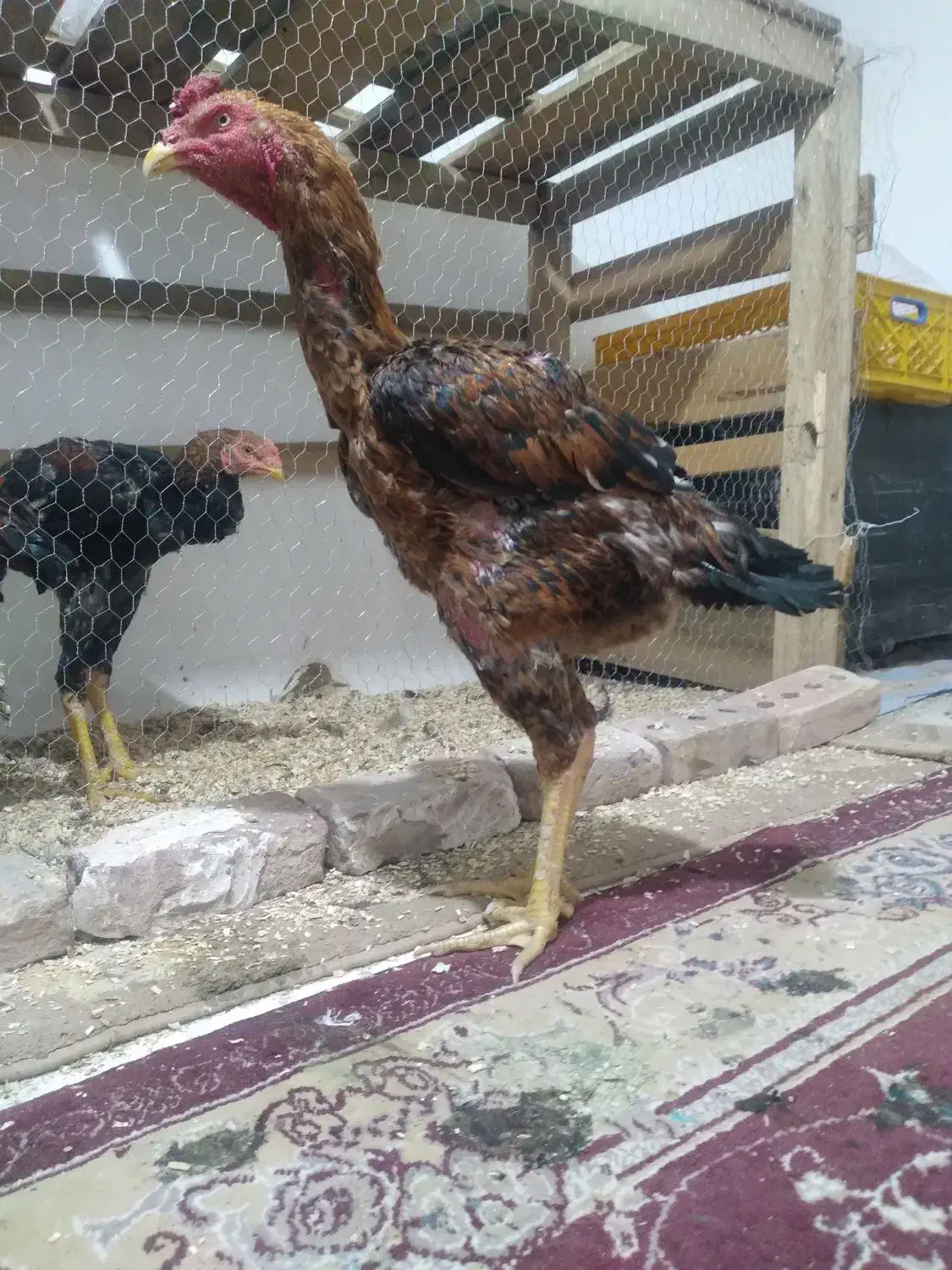 خروس لاری تورک|حیوانات مزرعه|شوط, |دیوار
