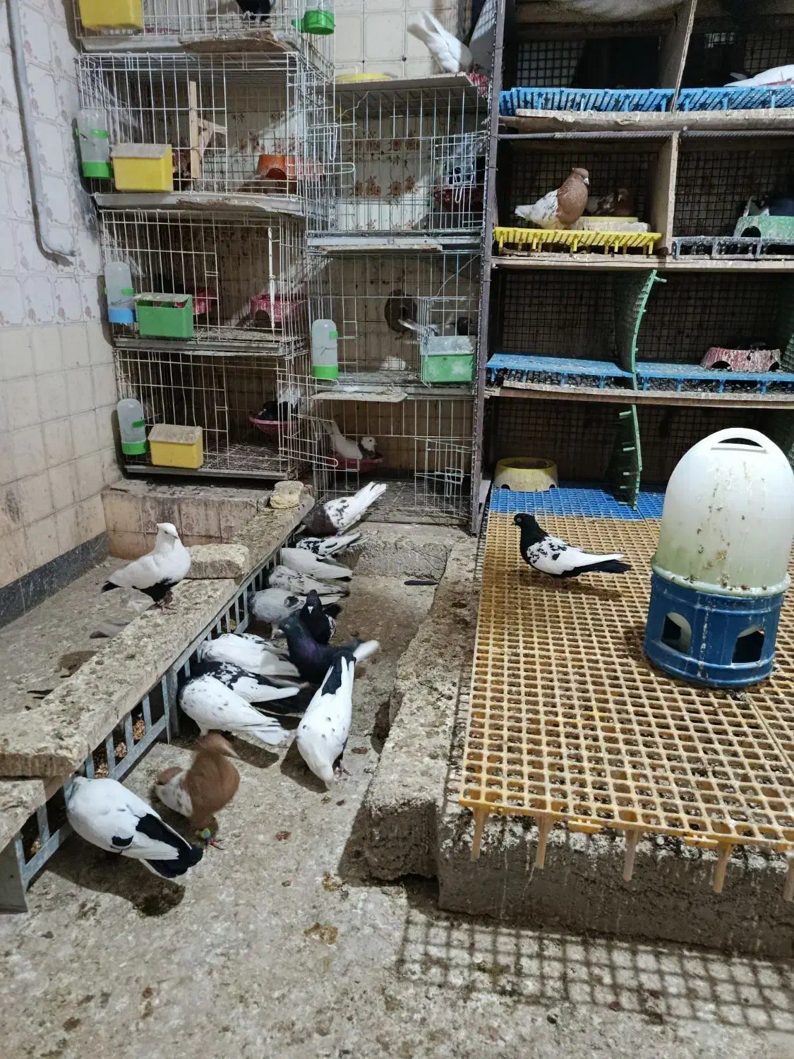 کبوتر|پرنده|آباده, |دیوار